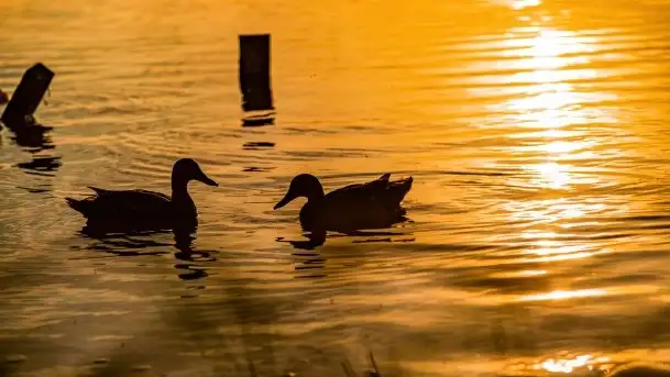 Zachód słońca nad jeziorem Mamry, czerwiec 2021 - zdjęcie 8