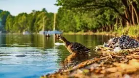 Zachód słońca nad jeziorem Mamry, czerwiec 2021 - zdjęcie 11