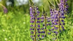 Czerwcowe Mazury, kompilacja niewykorzystanych zdjęć, 2021 - zdjęcie 8