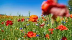 Czerwcowe Mazury, kompilacja niewykorzystanych zdjęć, 2021 - zdjęcie 88