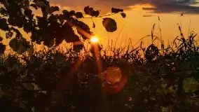 Zachód słońca nad jeziorem Dejguny, lipiec 2021 r. - zdjęcie 30