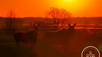 Domki Przy Plaży - zdjęcie 46