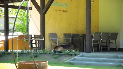 Bolek i Lolek - zdjęcie 38