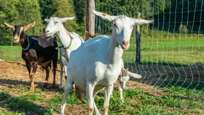Kozie sery z Mazur - Chèvre au lait - zdjęcie 8