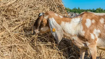 Kozie sery z Mazur - Chèvre au lait - zdjęcie 10