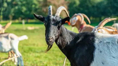 Kozie sery z Mazur - Chèvre au lait - zdjęcie 4