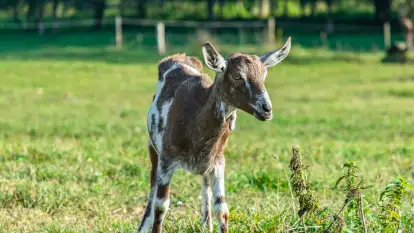 Kozie sery z Mazur - Chèvre au lait - zdjęcie 11