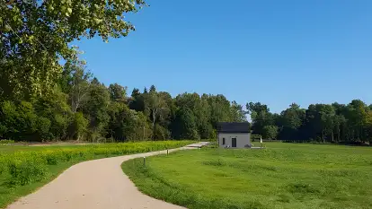 Bujanie w sitowiu - zdjęcie 6