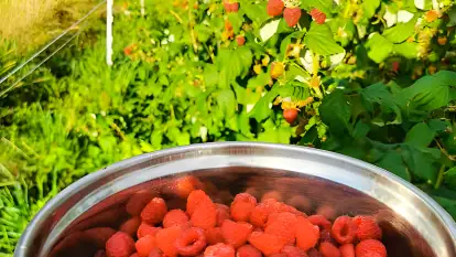 Agroturystyka pod Lipami - zdjęcie 27