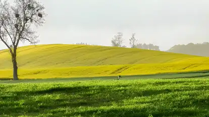 Agroturystyka pod Lipami - zdjęcie 4