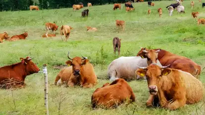 Stara Szkoła Nad Jeziorem - zdjęcie 28