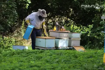 Pasieka Dziadka Ignacego - naturalny miód z Mazur - zdjęcie 10