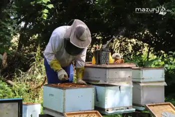 Pasieka Dziadka Ignacego - naturalny miód z Mazur - zdjęcie 11