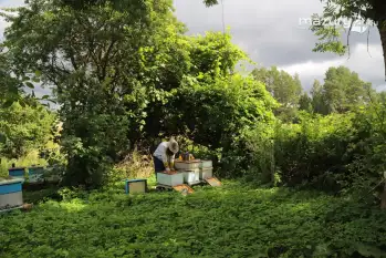 Pasieka Dziadka Ignacego - naturalny miód z Mazur - zdjęcie 8