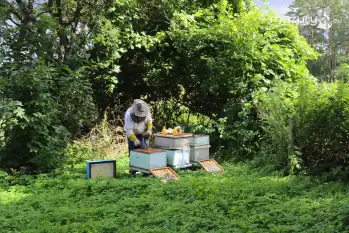 Pasieka Dziadka Ignacego - naturalny miód z Mazur - zdjęcie 7