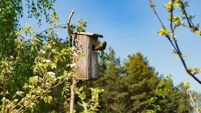 Dom Pod Lasem - zdjęcie 33