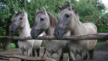 Kamienny Ogród Holiday Park komfortowe domki z 2 sypialniami w parku nad jeziorem Tałty na Mazurach, Stare Sady, Mikołajki - zdjęcie 47
