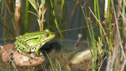 Kamienny Ogród Holiday Park komfortowe domki z 2 sypialniami w parku nad jeziorem Tałty na Mazurach, Stare Sady, Mikołajki - zdjęcie 24