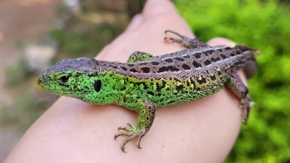 Kamienny Ogród Holiday Park komfortowe domki z 2 sypialniami w parku nad jeziorem Tałty na Mazurach, Stare Sady, Mikołajki - zdjęcie 28