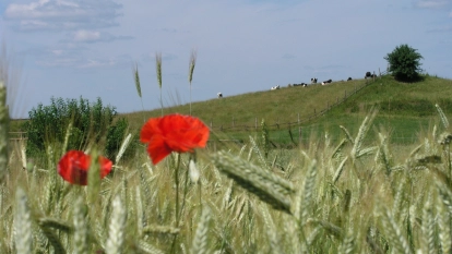 Kamienny Ogród Holiday Park komfortowe domki z 2 sypialniami w parku nad jeziorem Tałty na Mazurach, Stare Sady, Mikołajki - zdjęcie 43