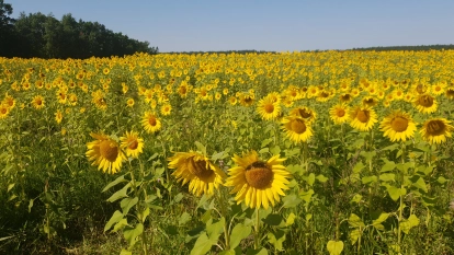 Kamienny Ogród Holiday Park komfortowe domki z 2 sypialniami w parku nad jeziorem Tałty na Mazurach, Stare Sady, Mikołajki - zdjęcie 45