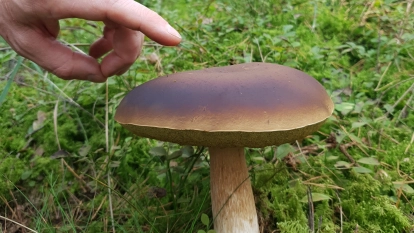 Kamienny Ogród Holiday Park komfortowe domki z 2 sypialniami w parku nad jeziorem Tałty na Mazurach, Stare Sady, Mikołajki - zdjęcie 48