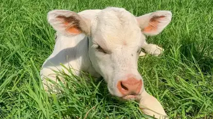 Herrmanns Hof - zdjęcie 25