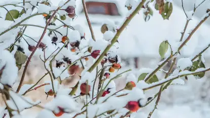 Dworek Króla Stanisława - zdjęcie 40
