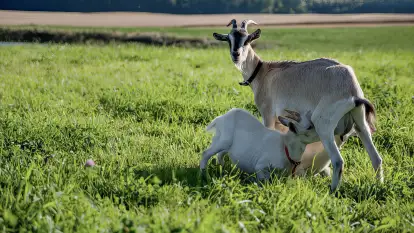 Siedlisko Sabinowo - zdjęcie 32