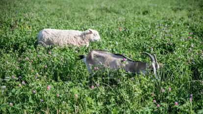 Siedlisko Sabinowo - zdjęcie 33