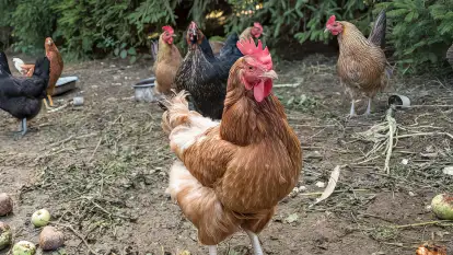 Siedlisko Sabinowo - zdjęcie 34