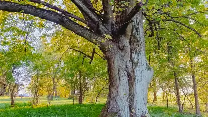 Folwark Perły - zdjęcie 66