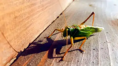 Pasterzewo 19 - zdjęcie 47