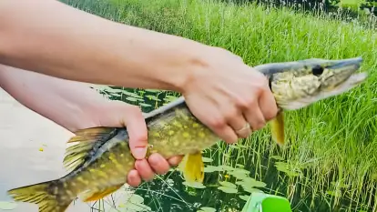 Pasterzewo 19 - zdjęcie 27