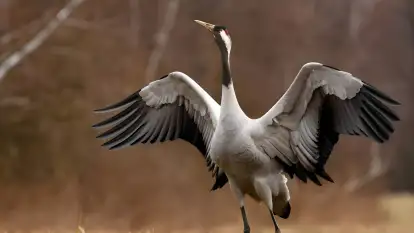 Tree&Water Ublik - domek i apartament - zdjęcie 25