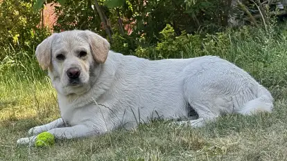 Stara Szkoła w Harszu - zdjęcie 46