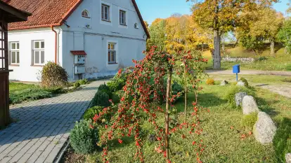 Dwór Klewiny - zdjęcie 49