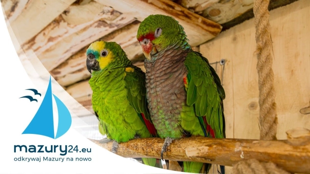 Papugarnia Mazury w Wilkasach