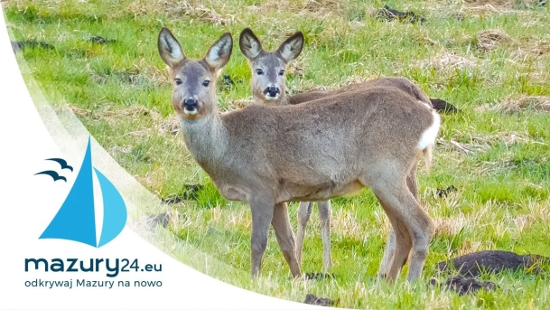 Mazurskie przedwiośnie 04.2021, Flora & Fauna