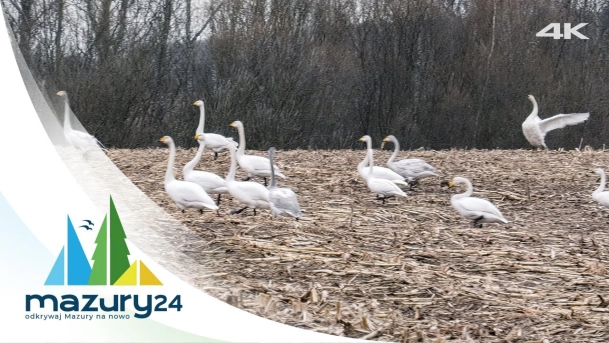 Migawka z Mazur na jednym ujęciu, Ptaki... 4K