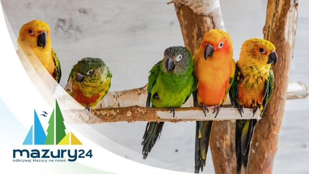 Pomysł na ferie na Mazurach - Papugarnia Wilkasy