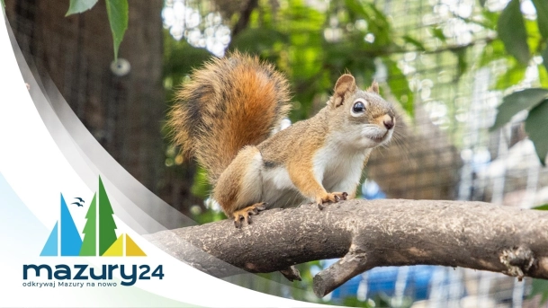 Atrakcje na Mazurach - Mini Zoo Wilkasy