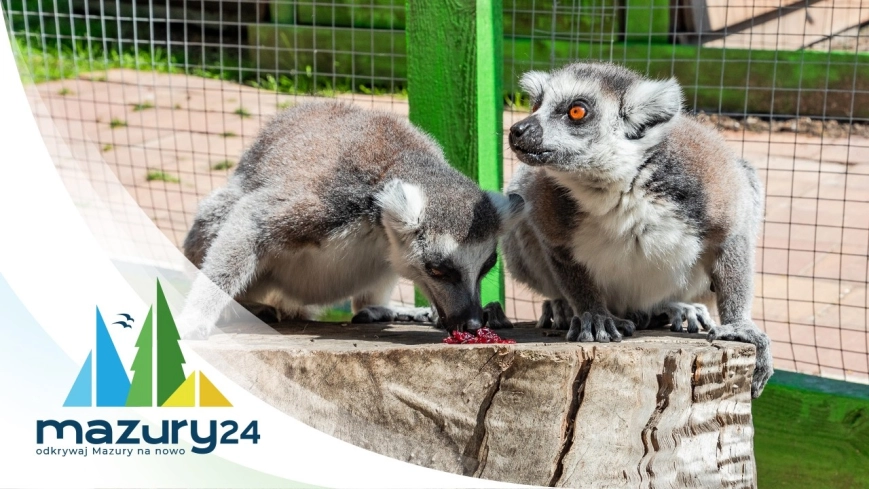 Atrakcje turystyczne na Mazurach - Minii Zoo w Kąpie
