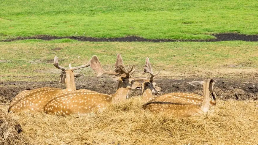 Park Dzikich Zwierząt