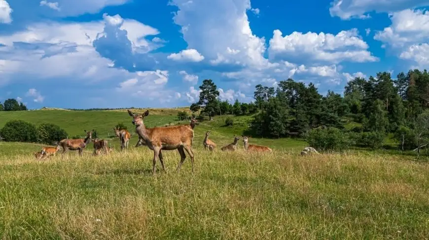 Mazurskie Zoo Safari