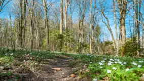 Las miejski w Giżycku