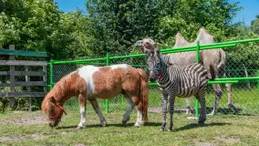Mazurskie Mini Zoo w Kąpie