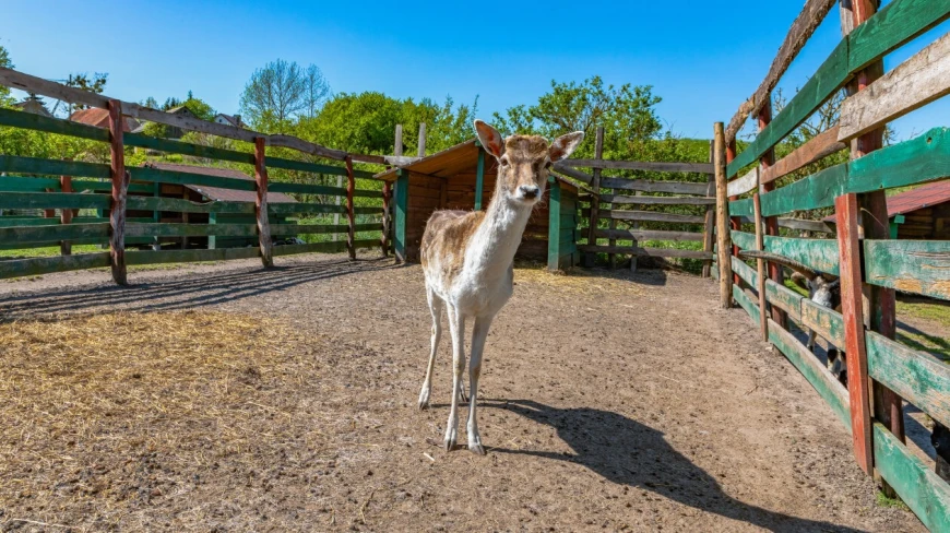 Mazurskie Mini Zoo w Kąpie