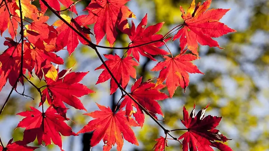 Długi Weekend Listopadowy