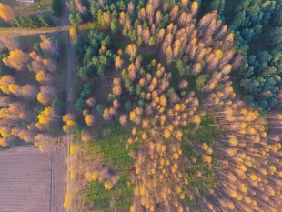 Działka wśród lasu z warunkami zabudowy na Mazurach - zdjęcie 4